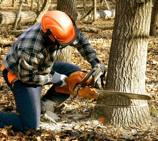 Tree Removal in Wells Tannery, PA